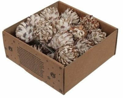 [A-027591] Leucodendron Plumosum op draad White wash doos 25 stuks